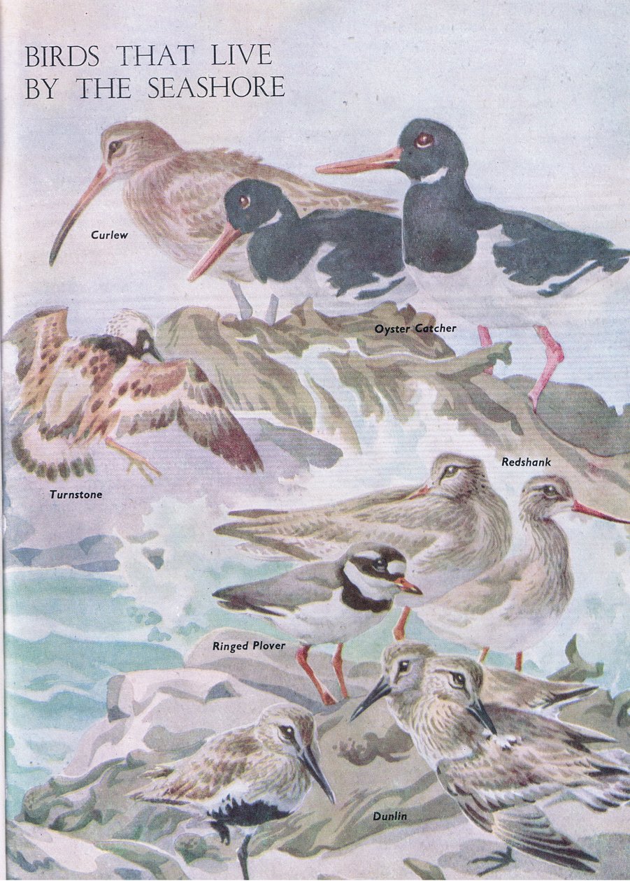 Birds that live by the seashore, illustration from The Childrens Nature Book published by Odhams, 1958  by Robert George Talbot Kelly