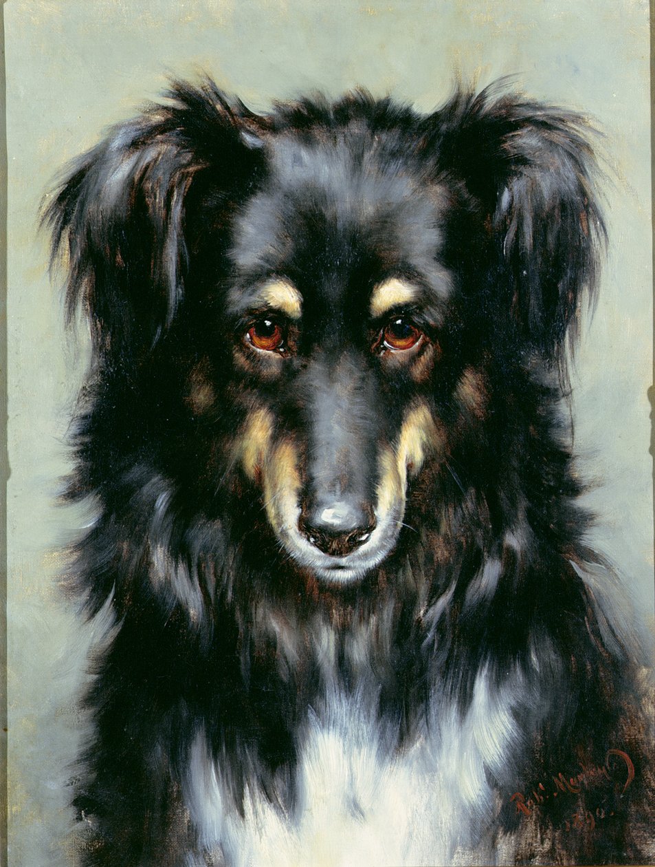 Siyah ve Tan Collie, 1890 by Robert Morley