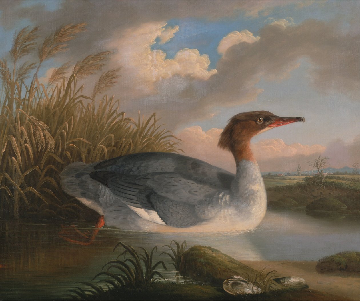 Bir Dun Dalgıç (Goosander) by Robert Wilkinson Padley