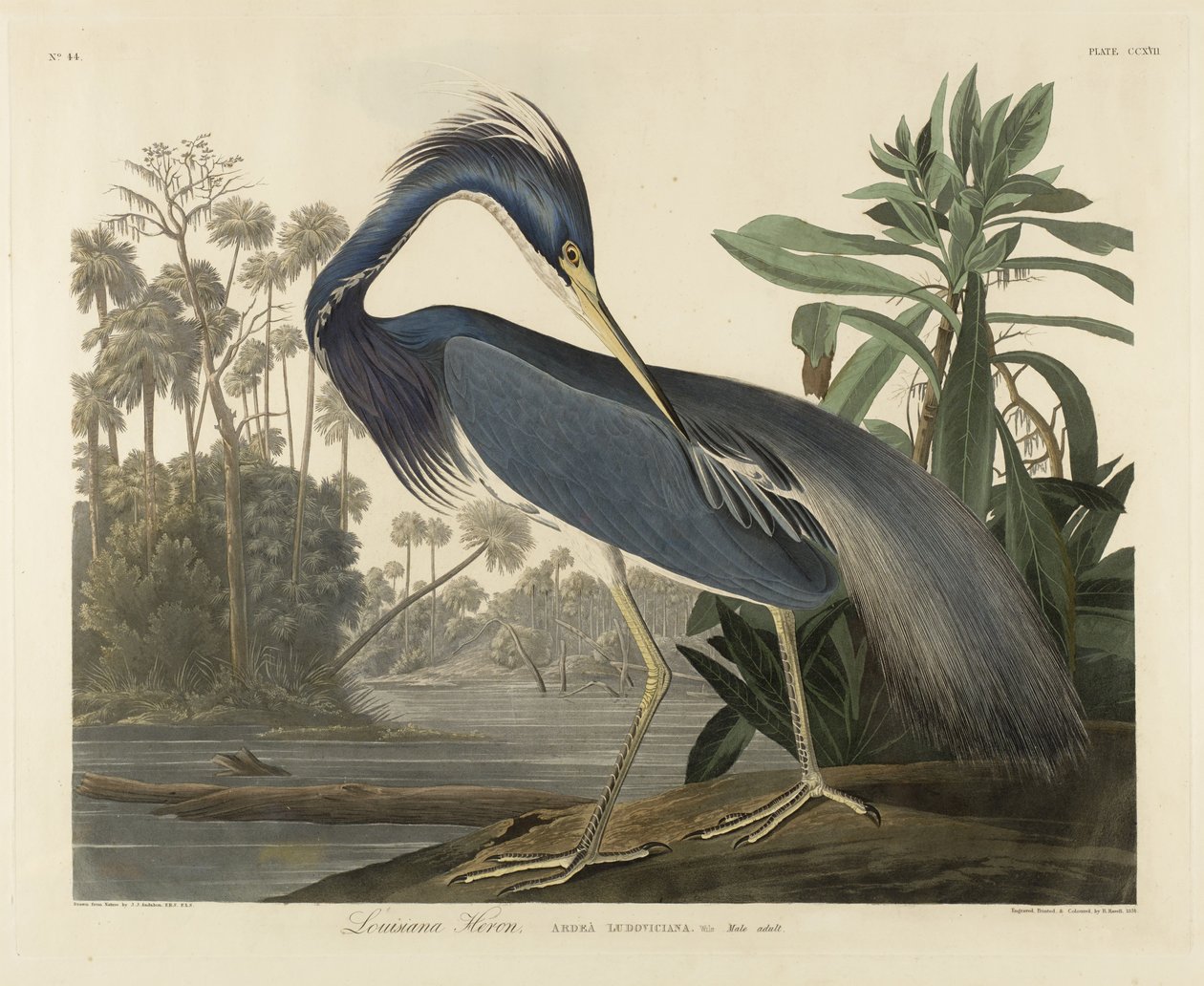 Louisiana Heron, 1834 (dokuma kağıt üzerine elle boyanmış aquatint) by Robert the Younger Havell