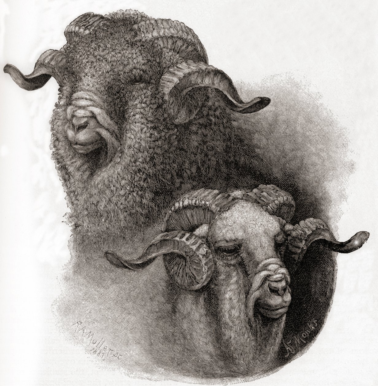 Merinos koç başı, 1884