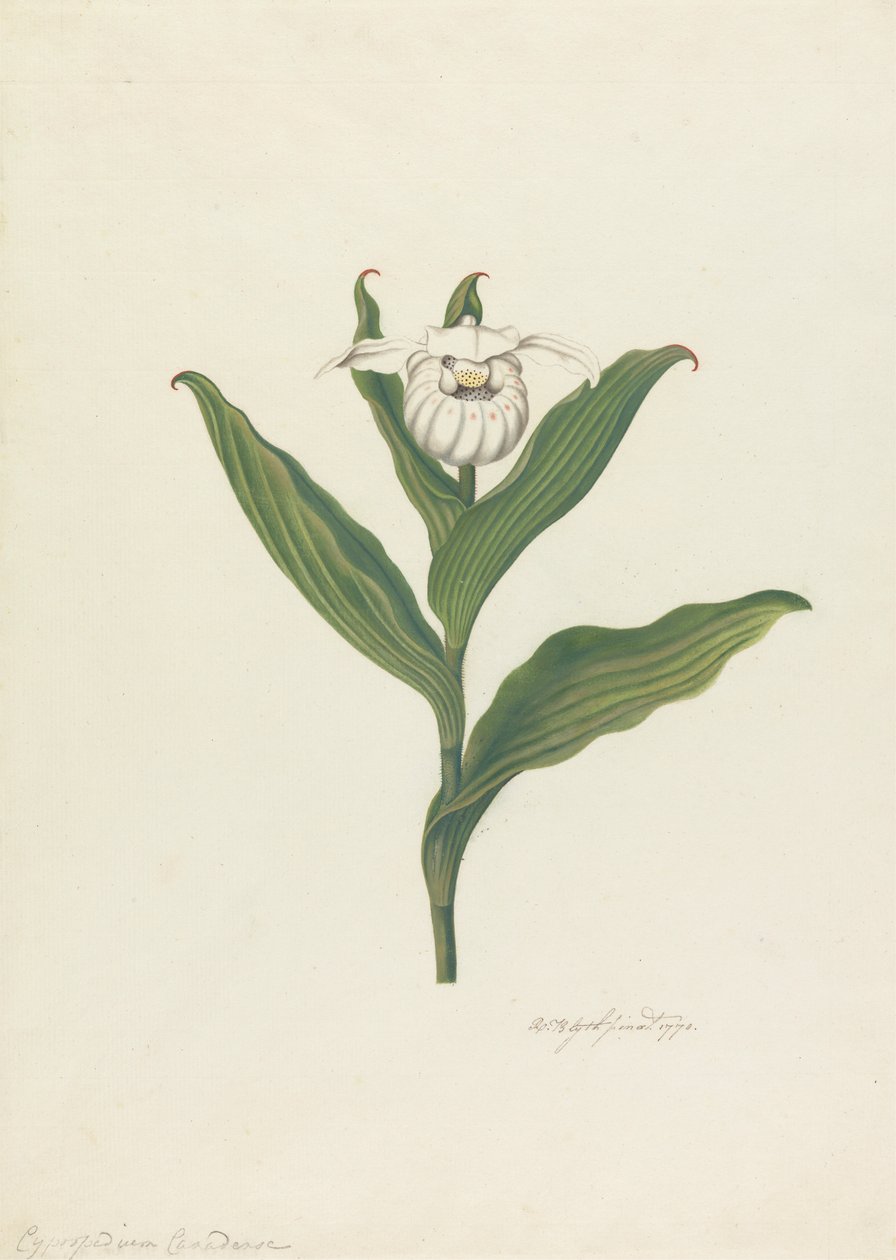 Bayan Terliği (Cypripedium Canadense, Calceolus Maria) by Robert Blyth