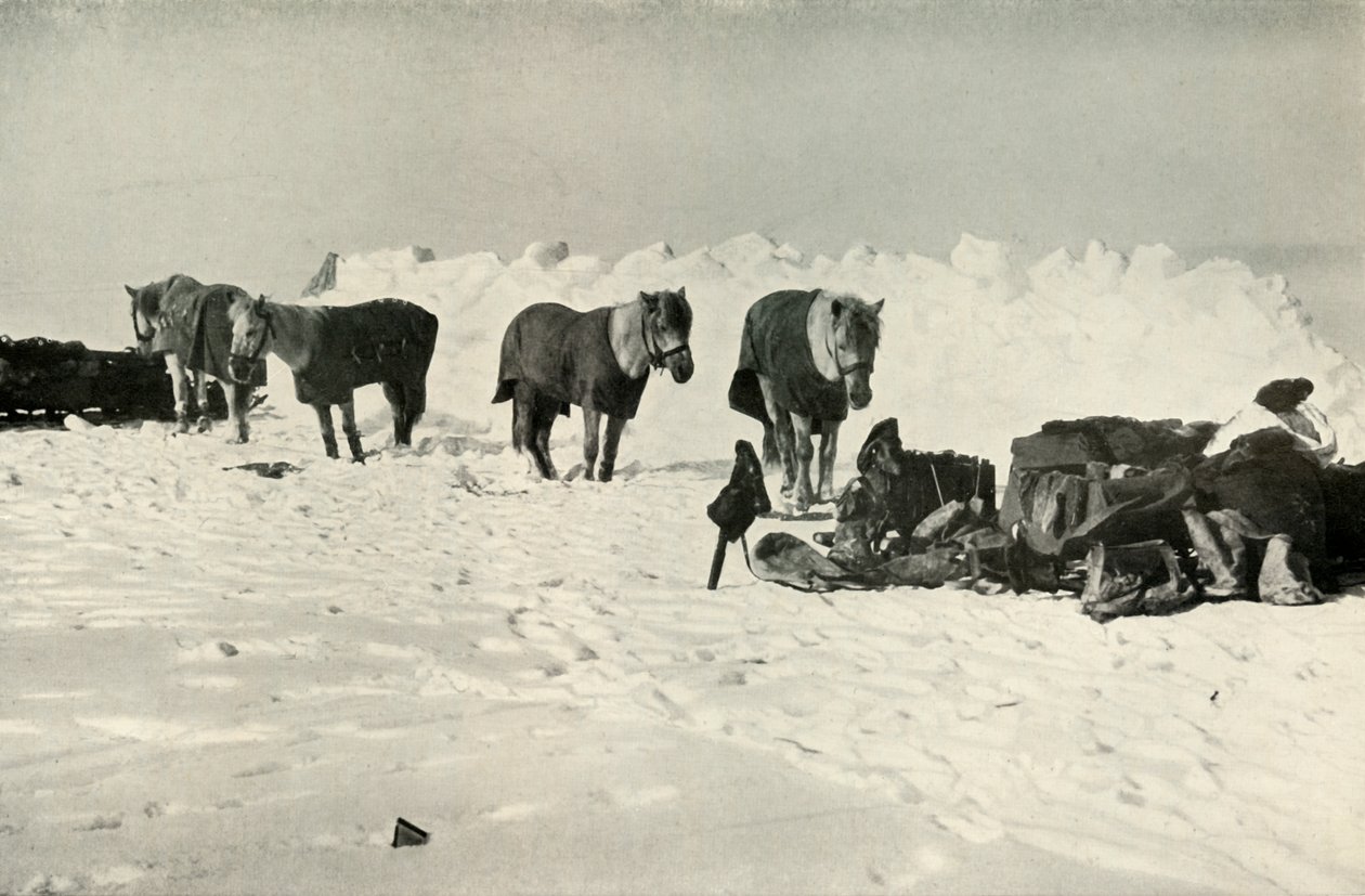 Bariyer Kampında Barınaklarının Arkasındaki Midilliler, 1911, 1913 by Robert Falcon Scott