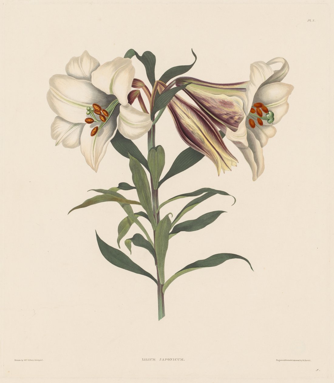 Amaryllidae