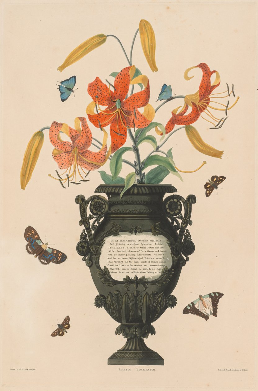 Amaryllidae ve Liliacae doğal düzenine ait Hexandria Bitkilerinden Bir Seçki: Tiger Lily by Robert Havell