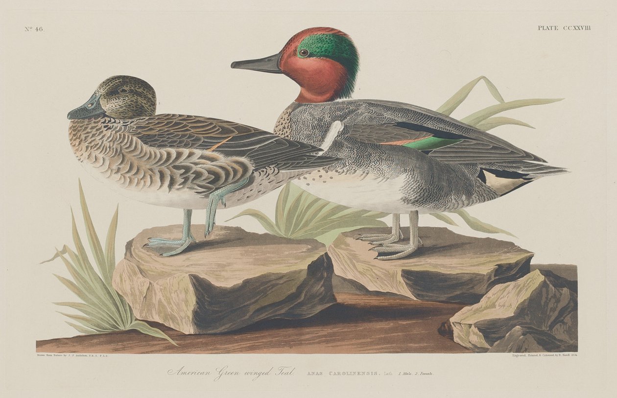 Amerikan Yeşil Kanatlı Teal, 1834. by Robert Havell