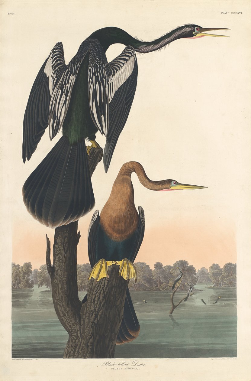 Kara karınlı Darter, 1836. by Robert Havell