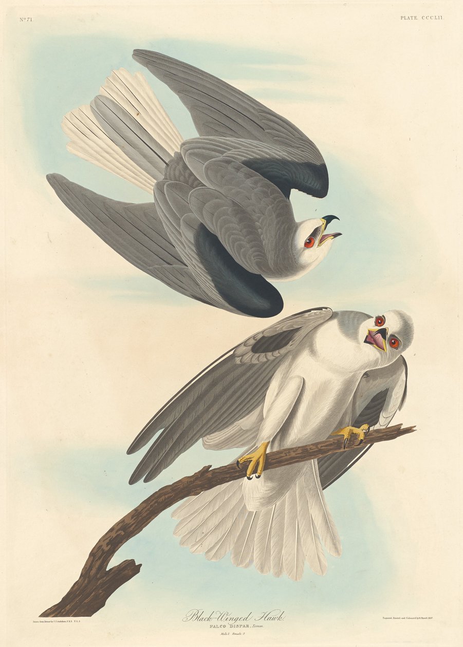 Kara kanatlı şahin, 1837. by Robert Havell