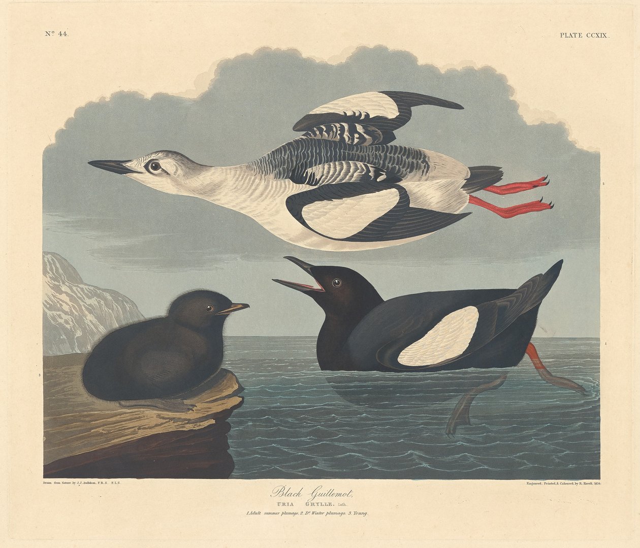 Kara Guillemot, 1834. by Robert Havell