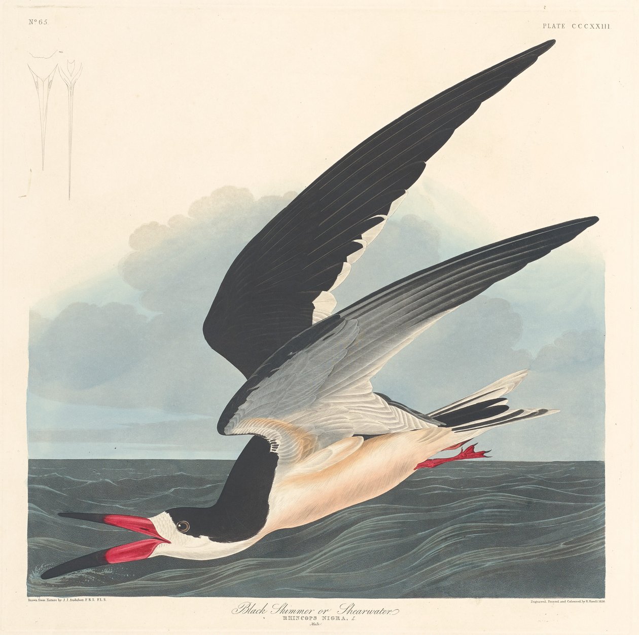 Kara Skimmer, 1836. by Robert Havell