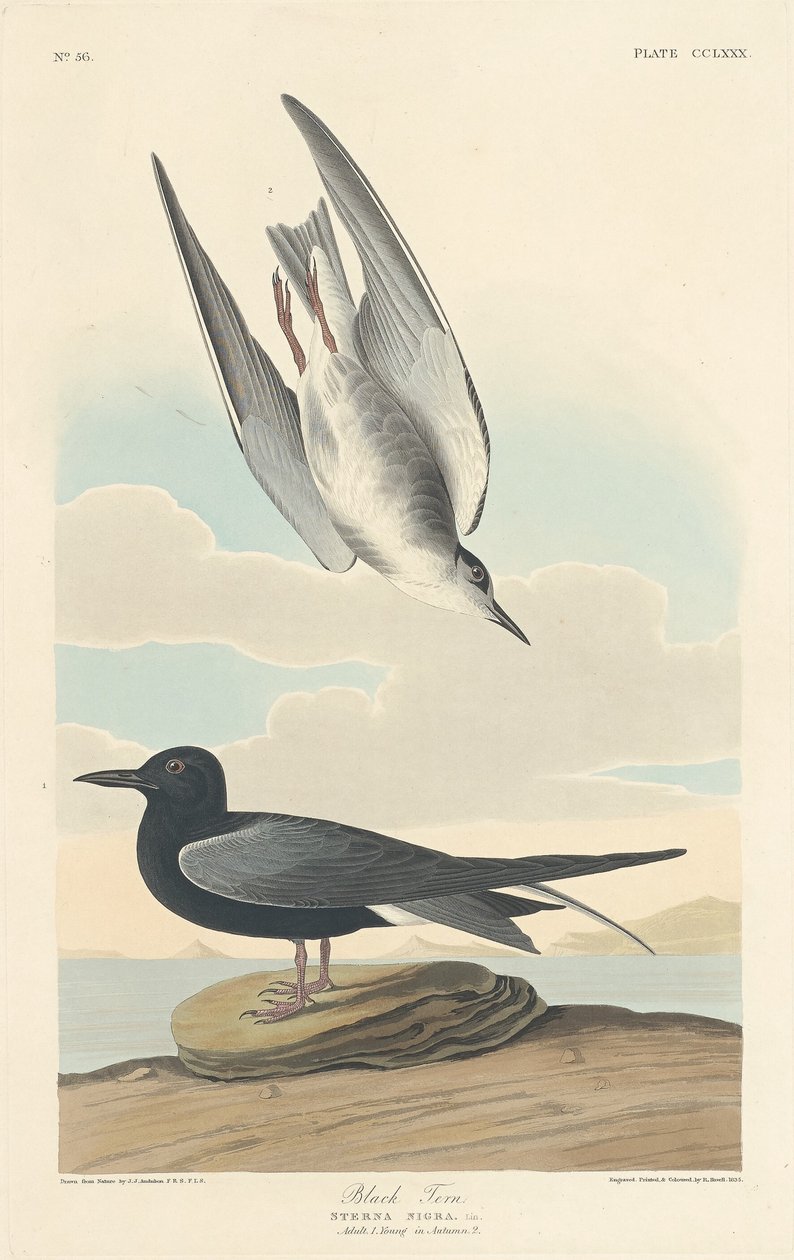 Kara Sumru, 1835. by Robert Havell