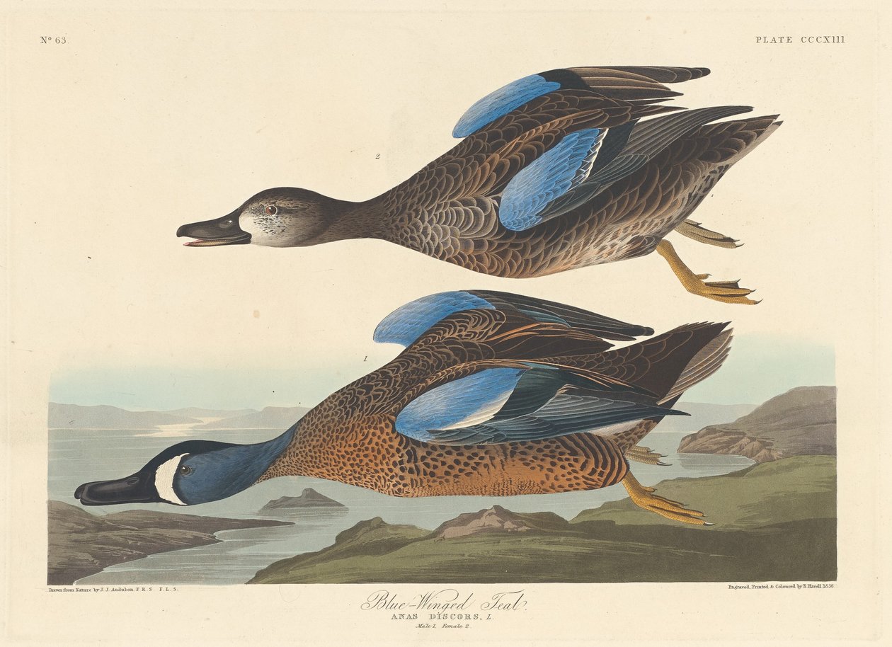 Mavi Kanatlı Deniz Mavisi, 1836. by Robert Havell