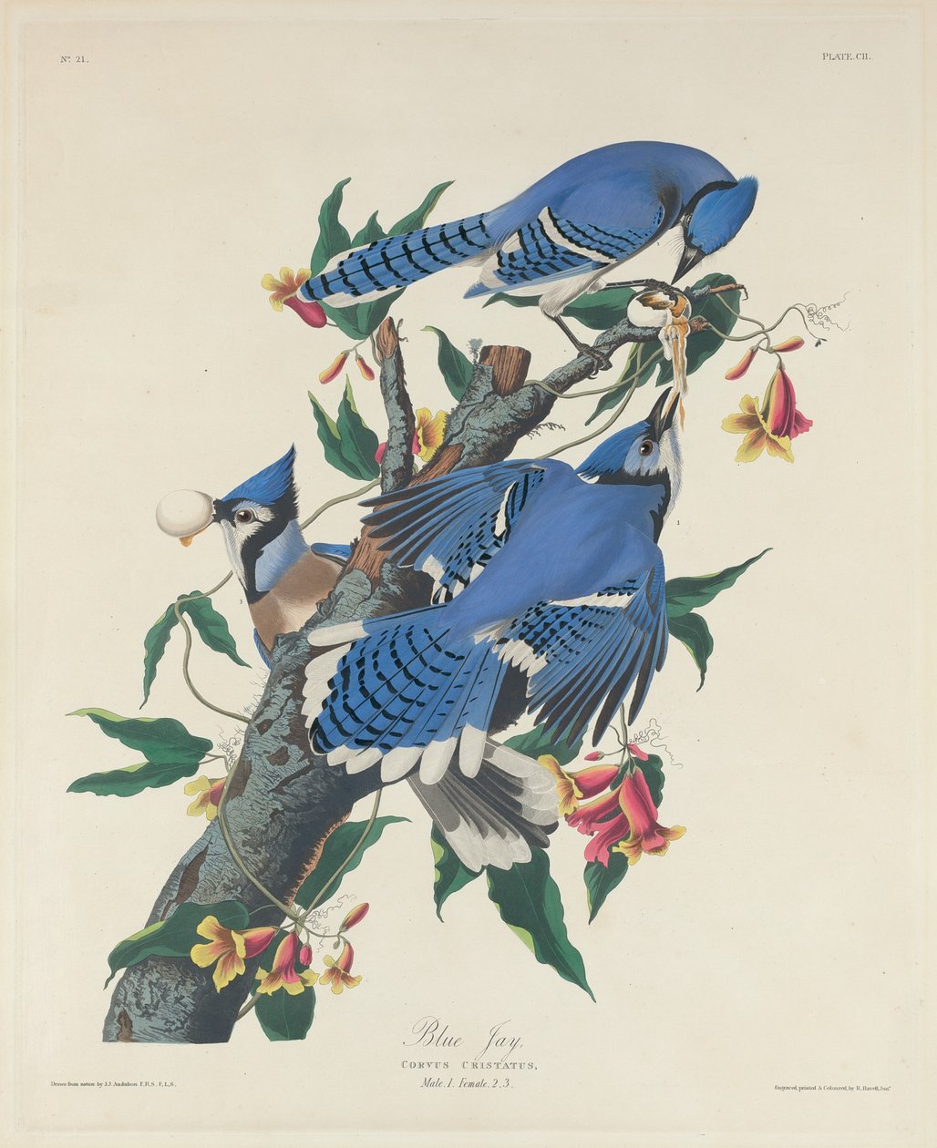 Mavi Jay, 1831. by Robert Havell