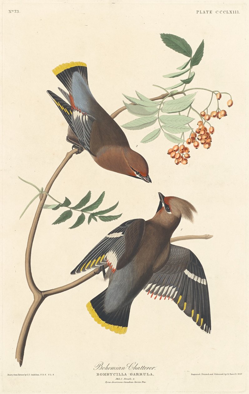 Bohem Sohbetçi, 1837. by Robert Havell