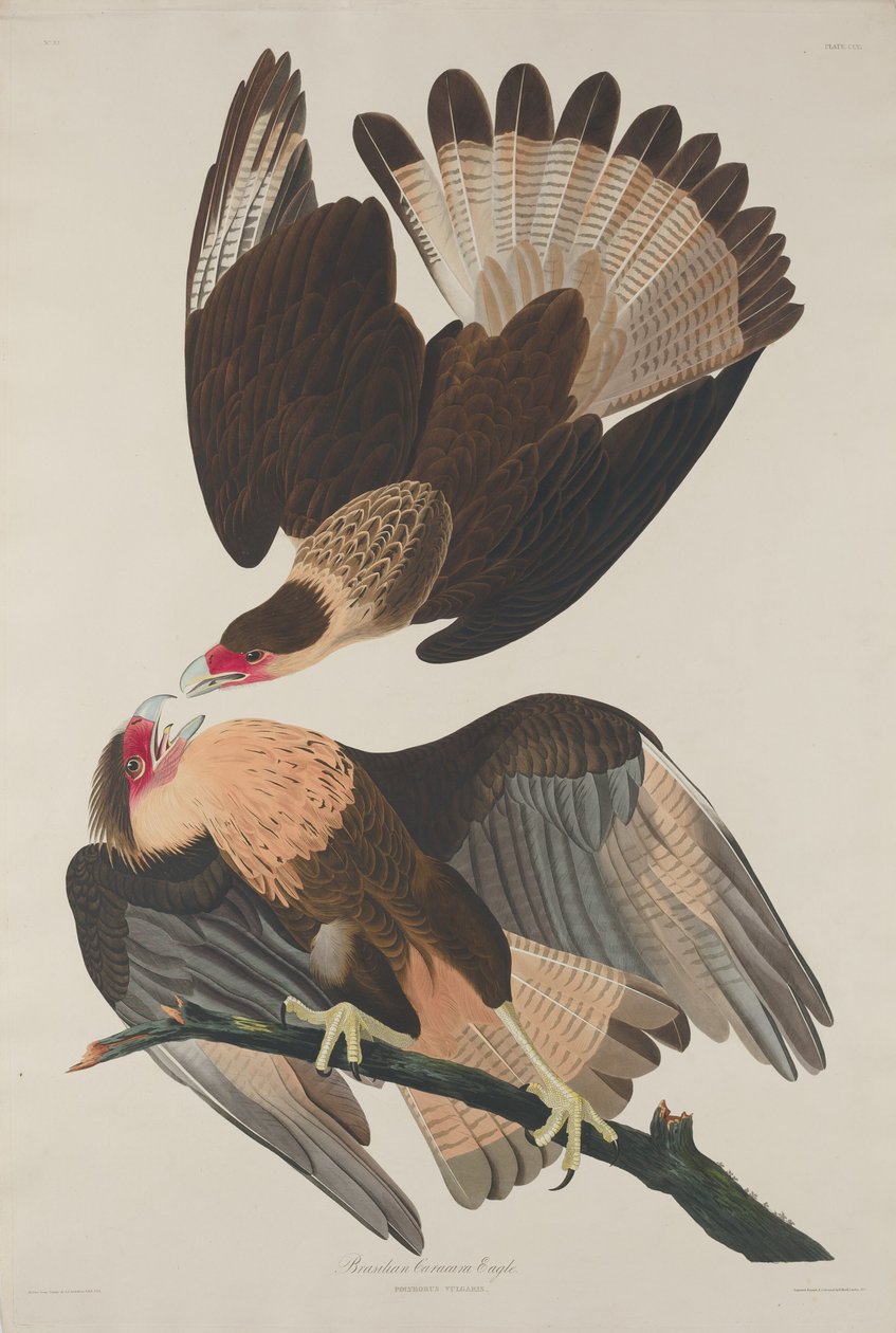 Brezilya Caracara Kartalı, 1833. by Robert Havell