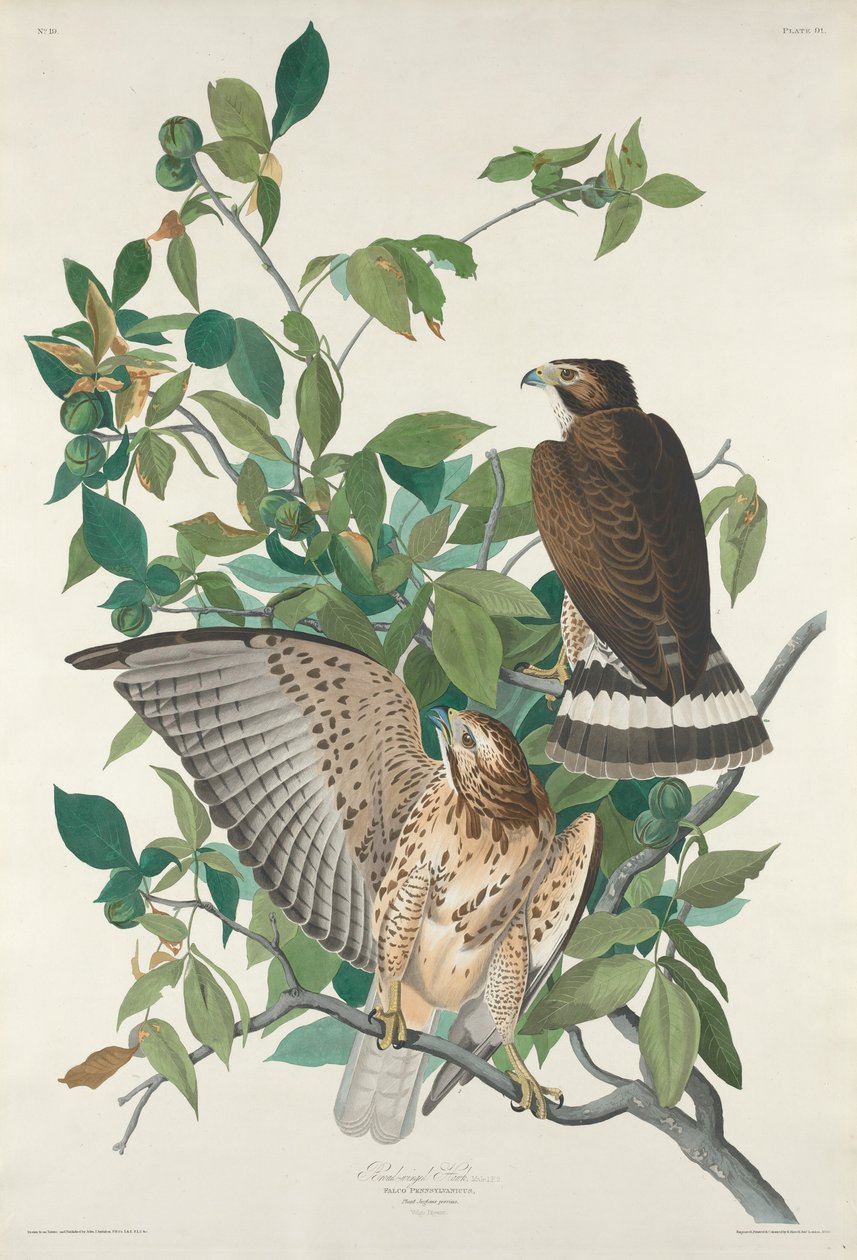 Geniş kanatlı şahin, 1830. by Robert Havell