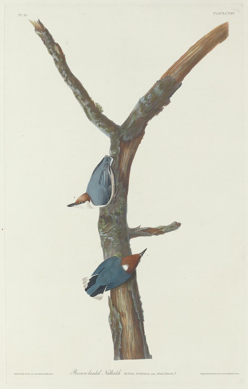 Kahverengi başlı sıvacı kuşu, 1831. by Robert Havell