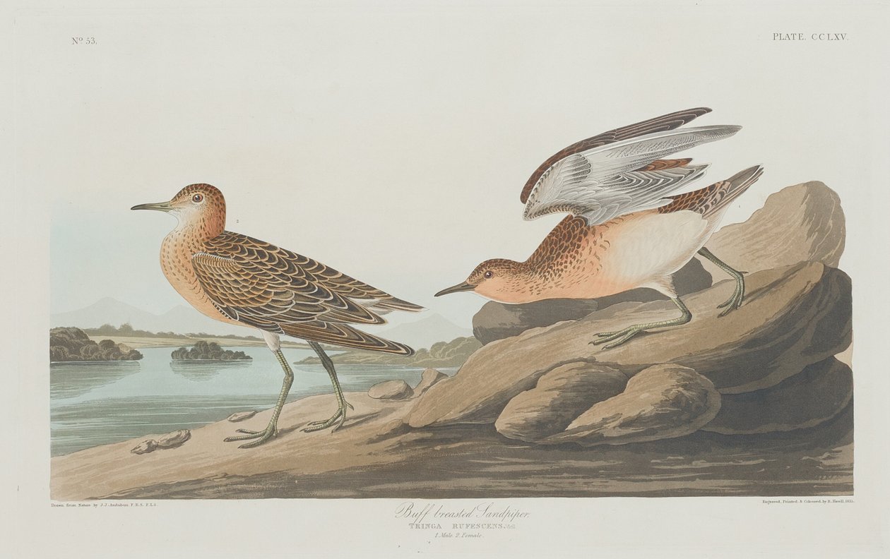 Buff göğüslü Sandpiper, 1835. by Robert Havell