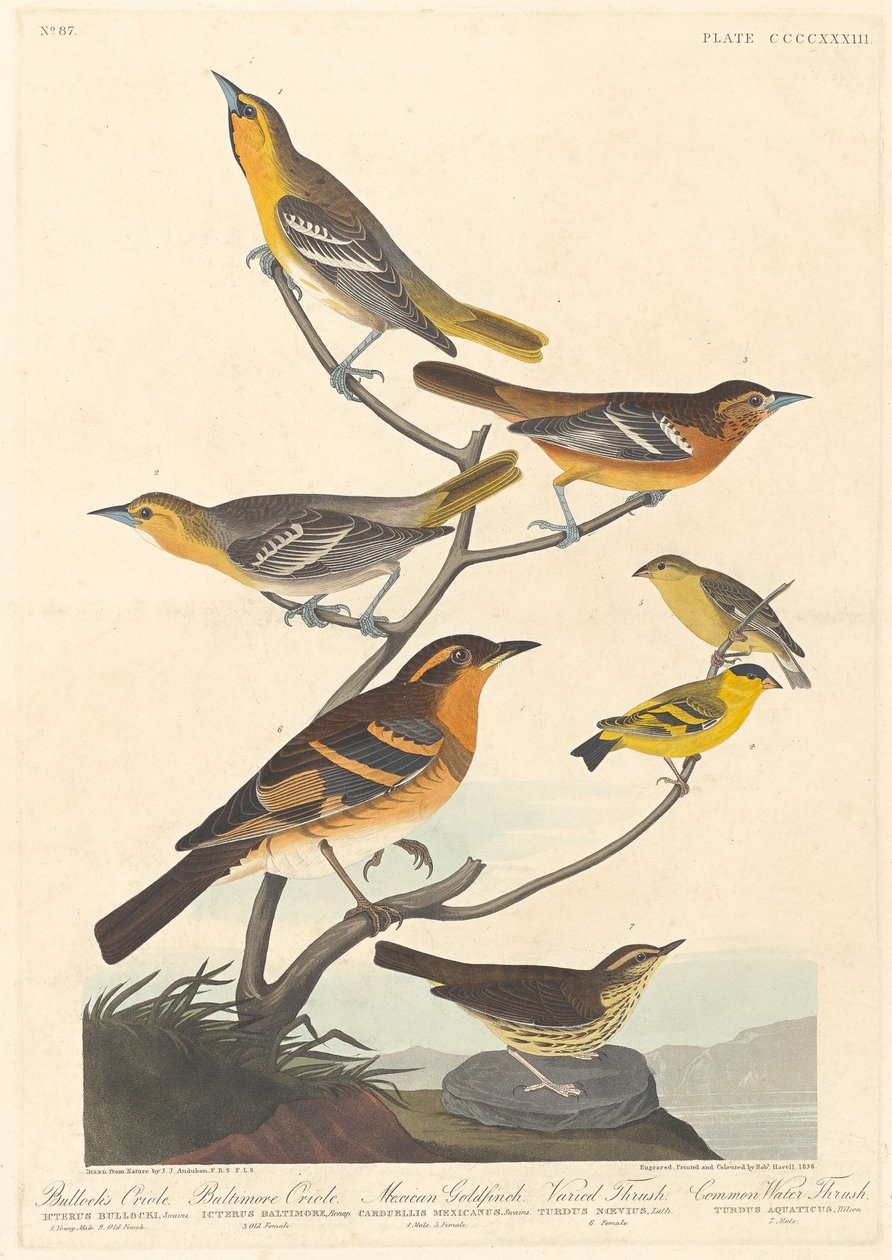 Bullock's Oriole, Baltimore Oriole, Mexican Goldfinch ve Varied Thrush, 1838. by Robert Havell