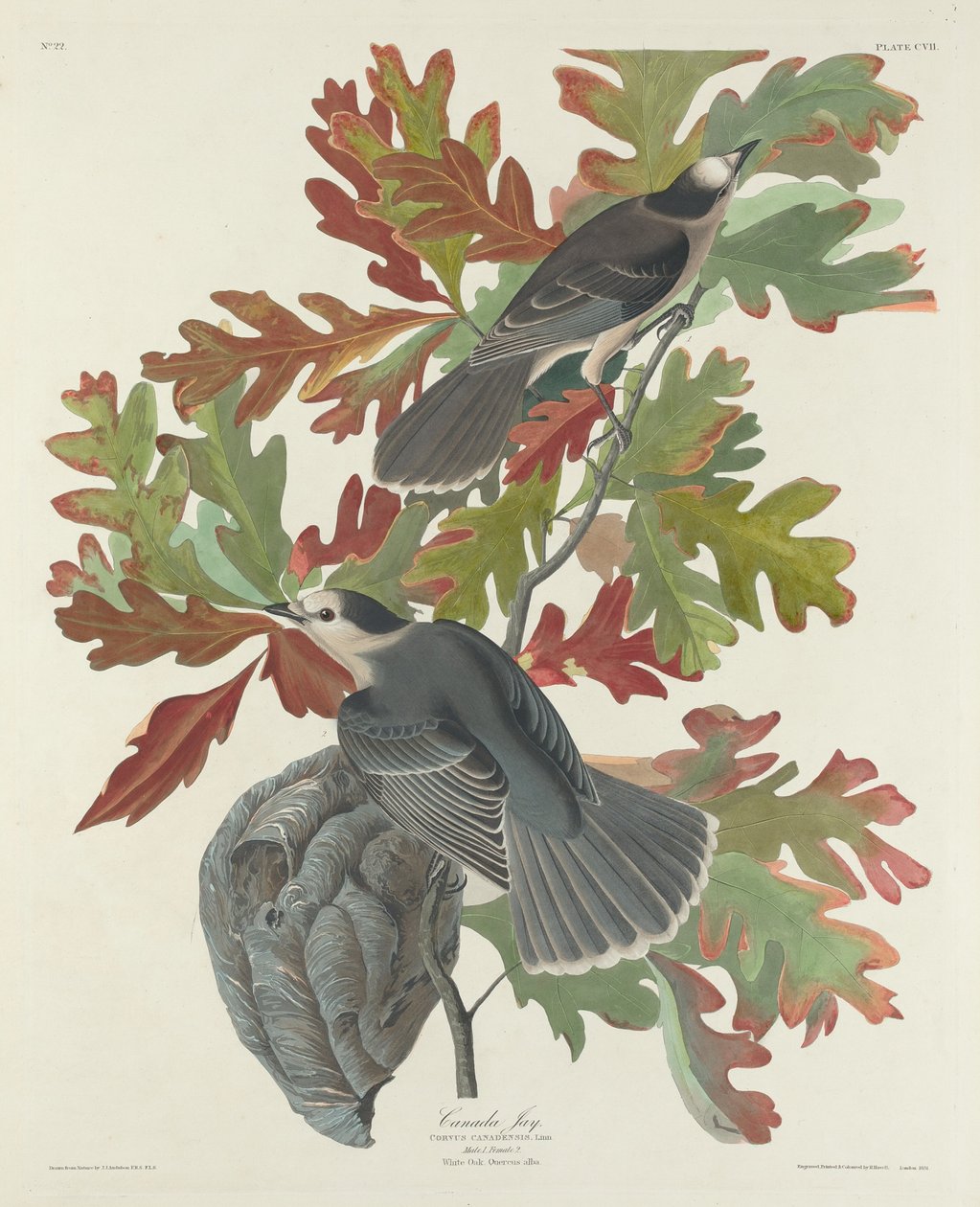 Kanada Jay, 1831. by Robert Havell
