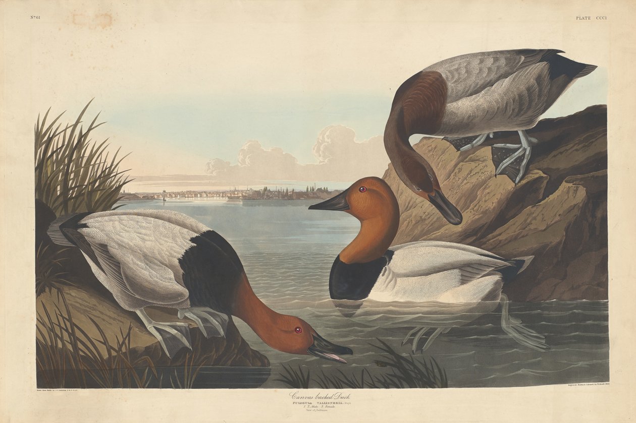 Kanvas destekli Ördek, 1836. by Robert Havell