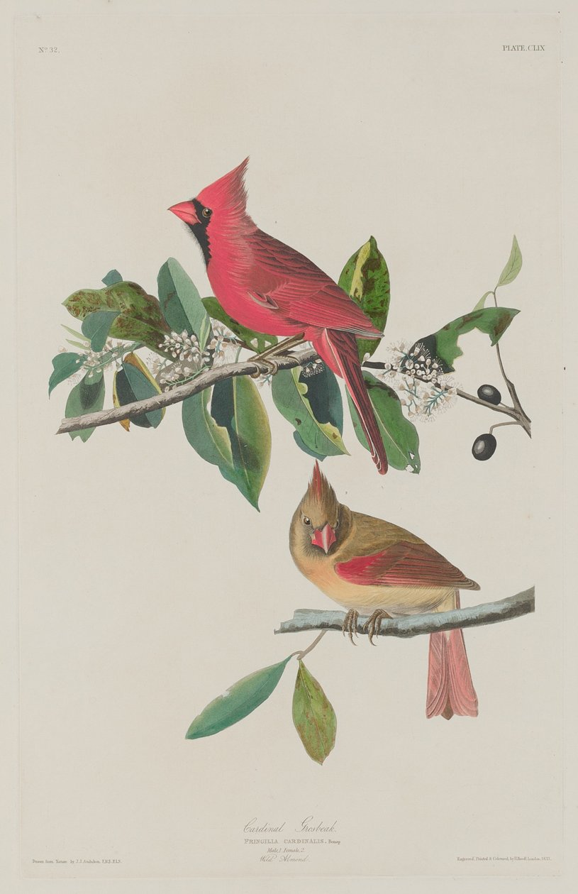 Kardinal Grosbeak, 1833. by Robert Havell