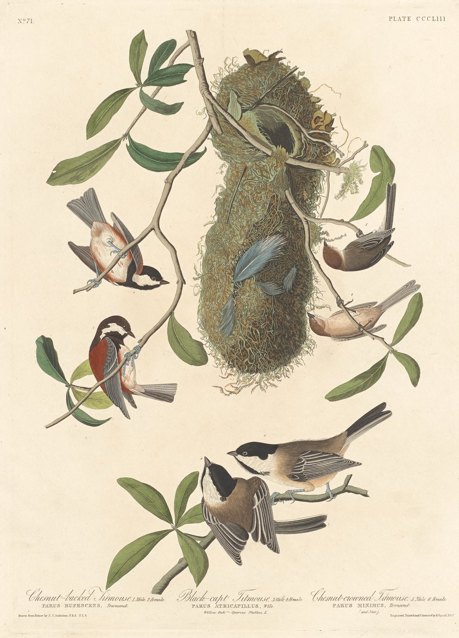 Kestane sırtlı Baştankara, Siyah başlıklı Baştankara ve Kestane taçlı Baştankara, 1837. by Robert Havell