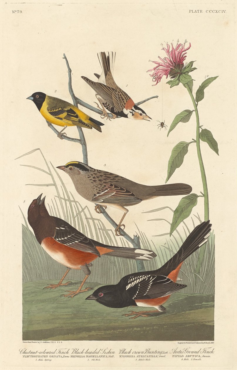 Kestane rengi Finch, Kara başlı Siskin, Black Crown Bunting ve Arctic Ground Finch, 1837. by Robert Havell