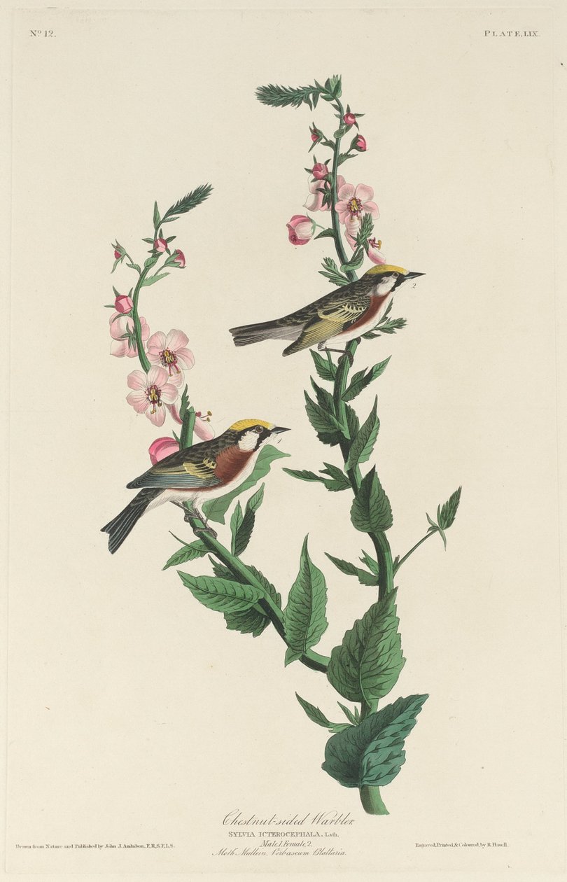 Kestane yüzlü Warbler, 1829. by Robert Havell