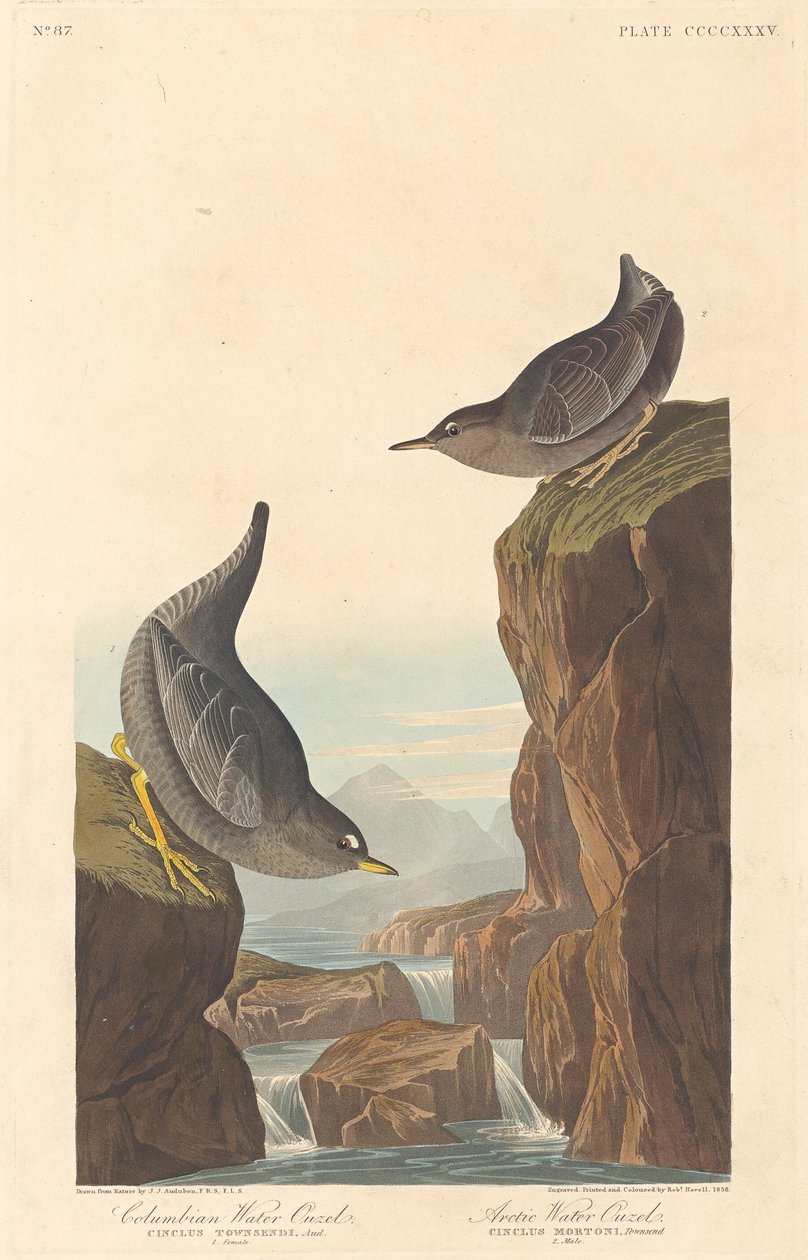 Kolomb Su Ouzeli ve Arktik Su Ouzeli, 1838. by Robert Havell