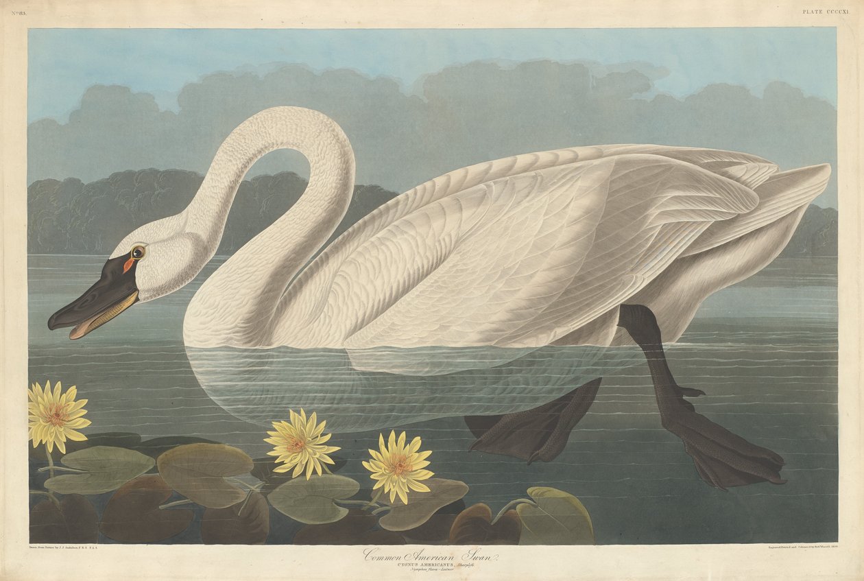 Ortak Amerikan Kuğu, 1838. by Robert Havell