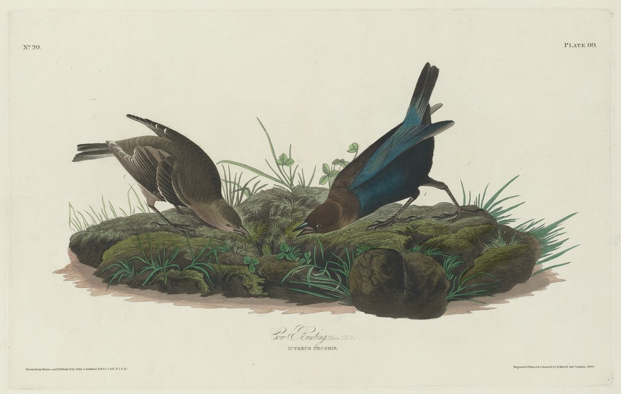 İnek Kiraz Kuşu, 1830. by Robert Havell