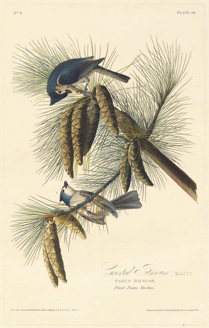 Tepeli Baştankara, 1828. by Robert Havell