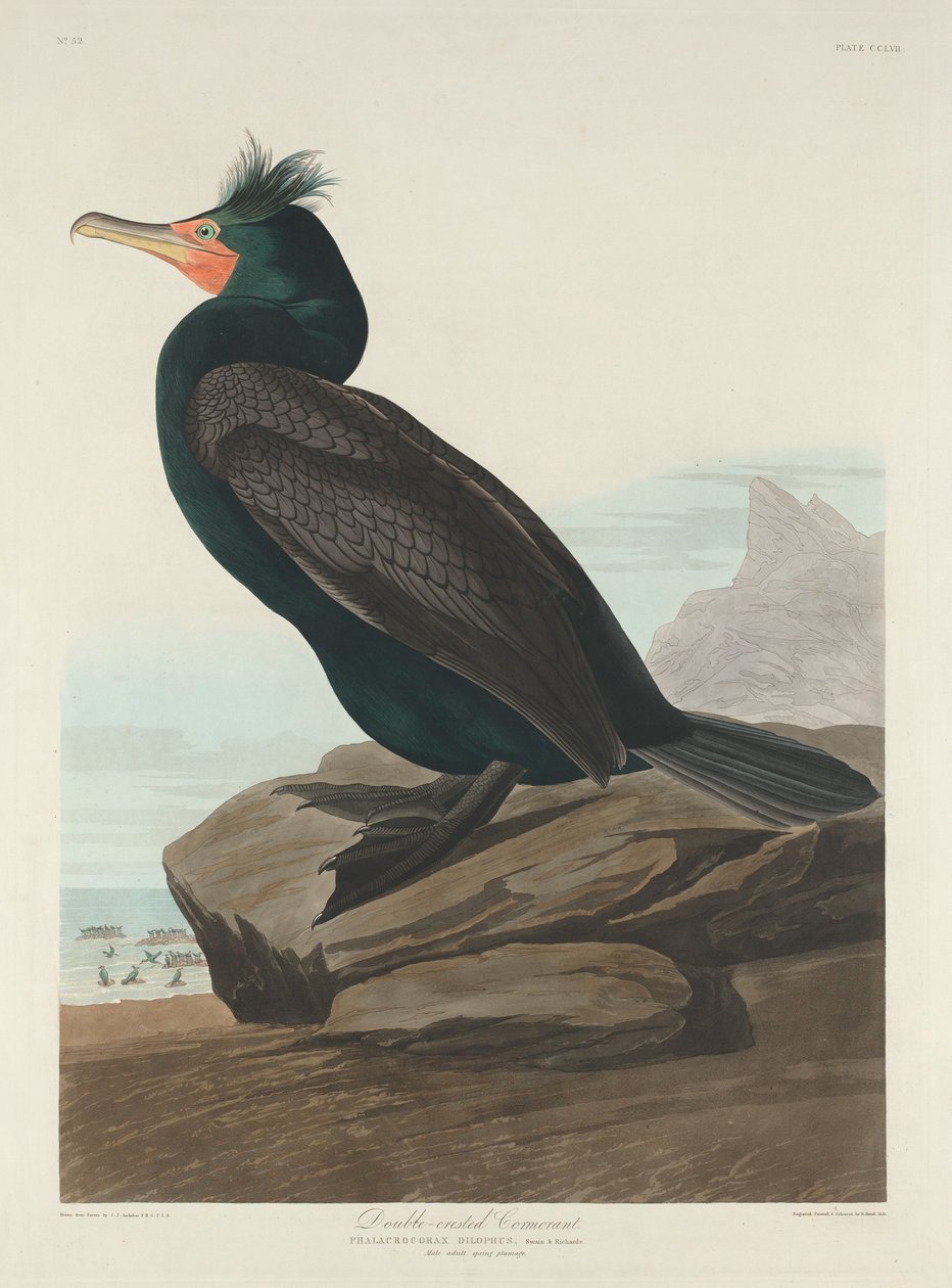 Çift tepeli Karabatak, 1835. by Robert Havell