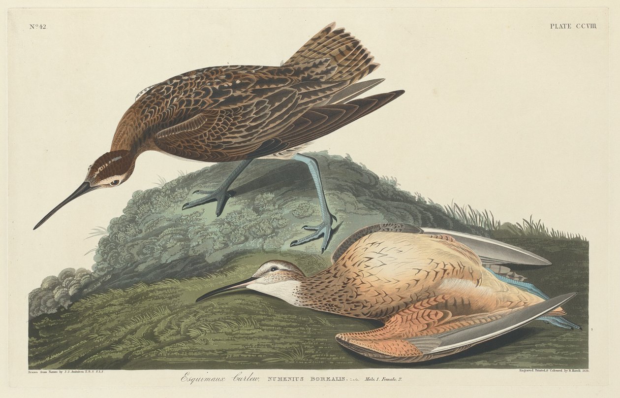 Curlew Eskimolar, 1834. by Robert Havell