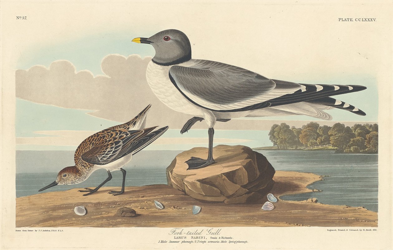 Çatal kuyruklu martı, 1835. by Robert Havell