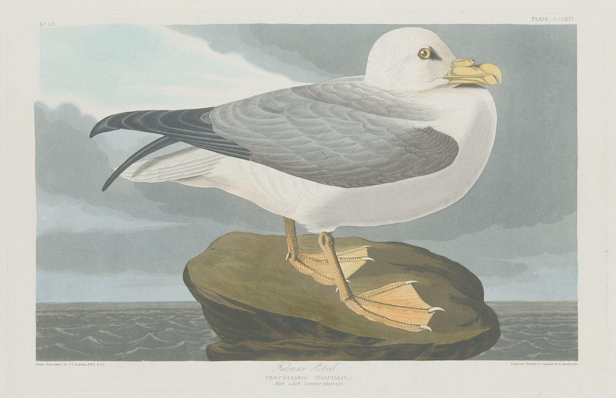 Fulmer Petrel, 1835. by Robert Havell