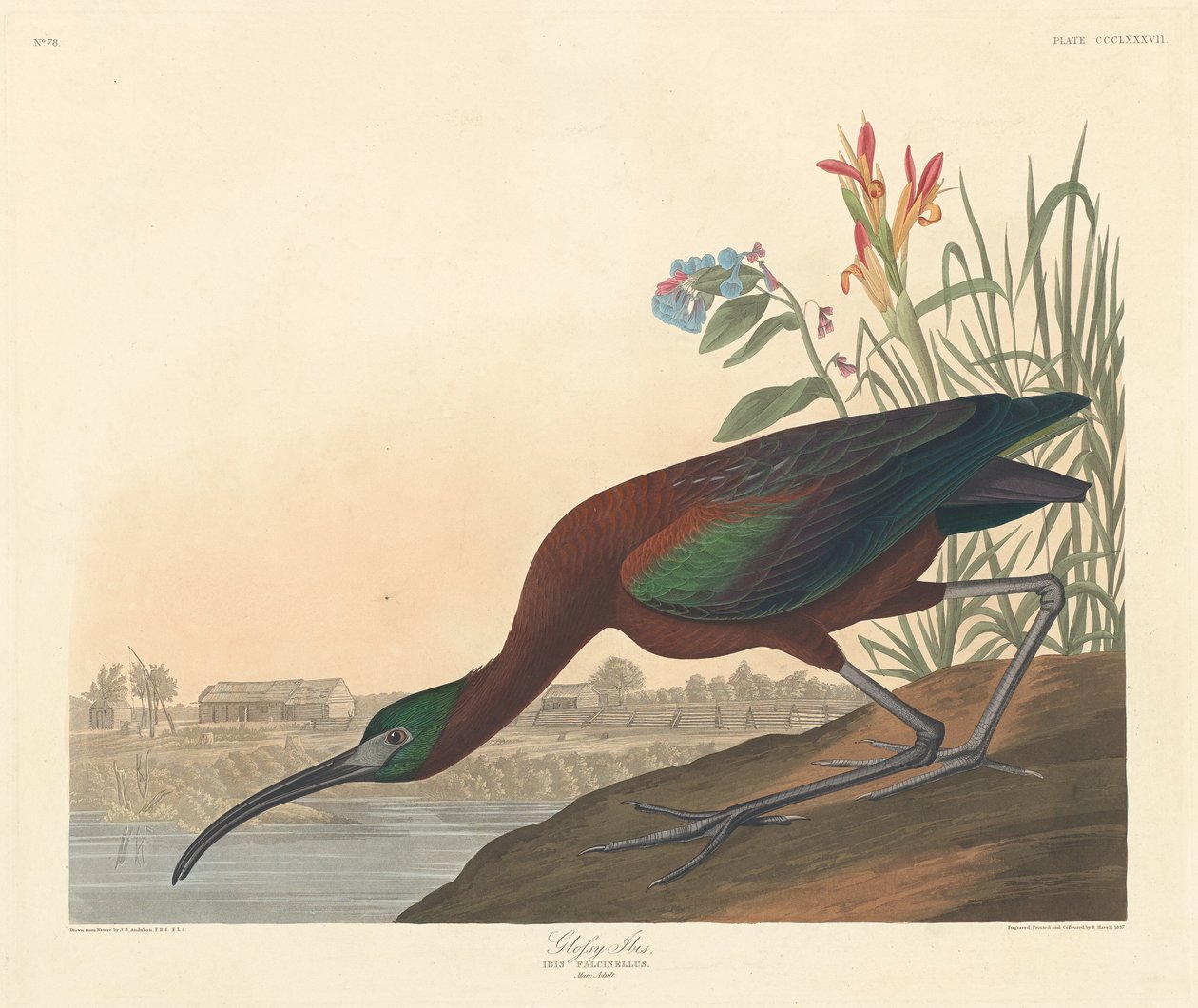 Parlak Ibis, 1837. by Robert Havell