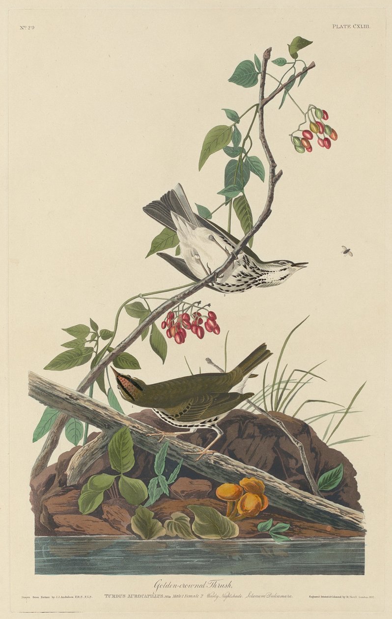 Altın Taçlı Ardıç, 1832. by Robert Havell