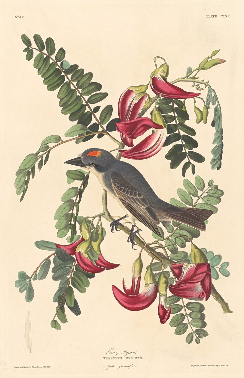 Gri Tiran, 1833. by Robert Havell