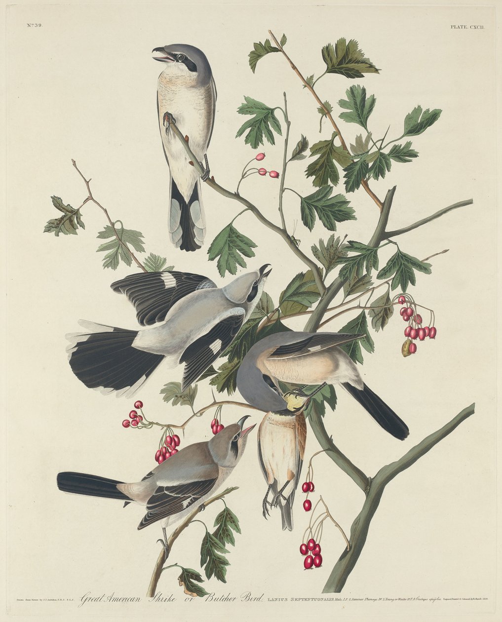 Büyük Amerikan Örümcek Kuşu veya Kasap Kuşu, 1834. by Robert Havell