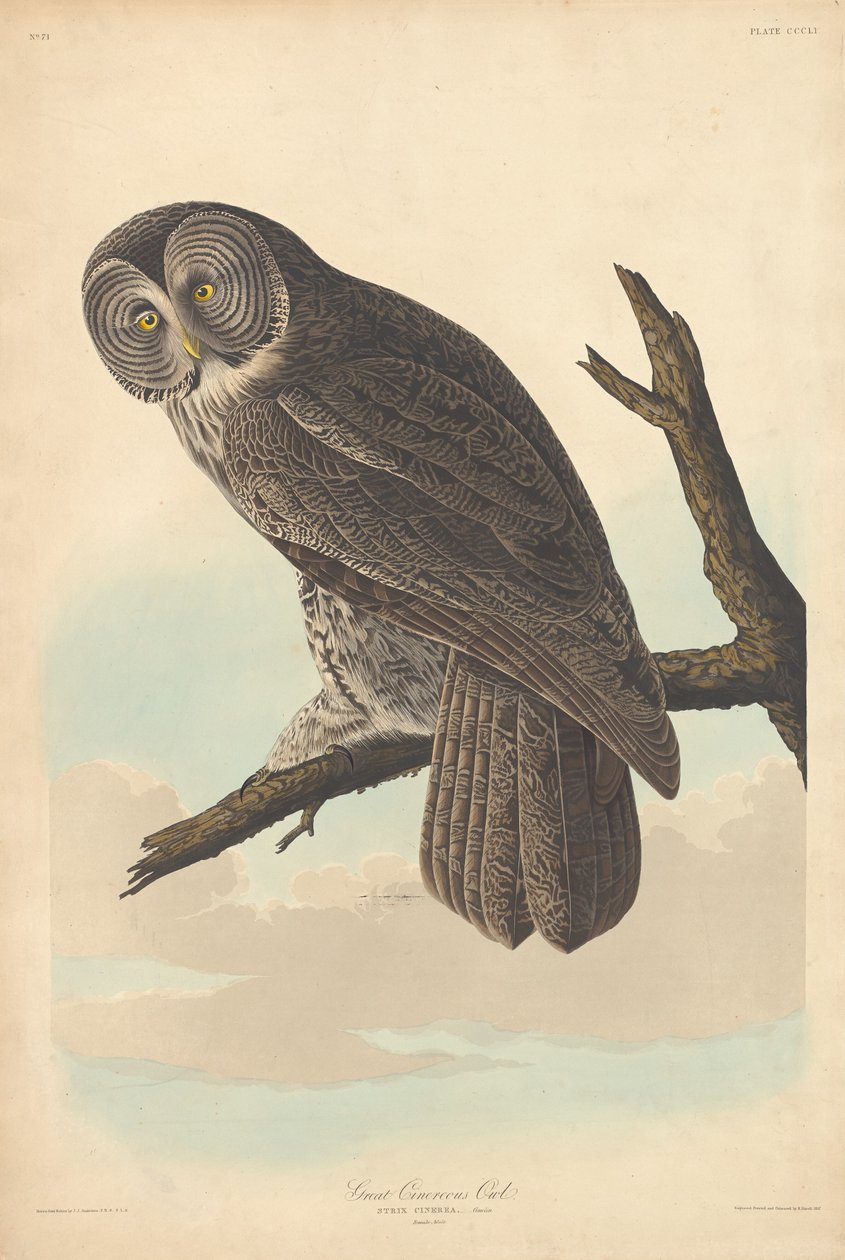 Büyük Cinereous Baykuş, 1837. by Robert Havell