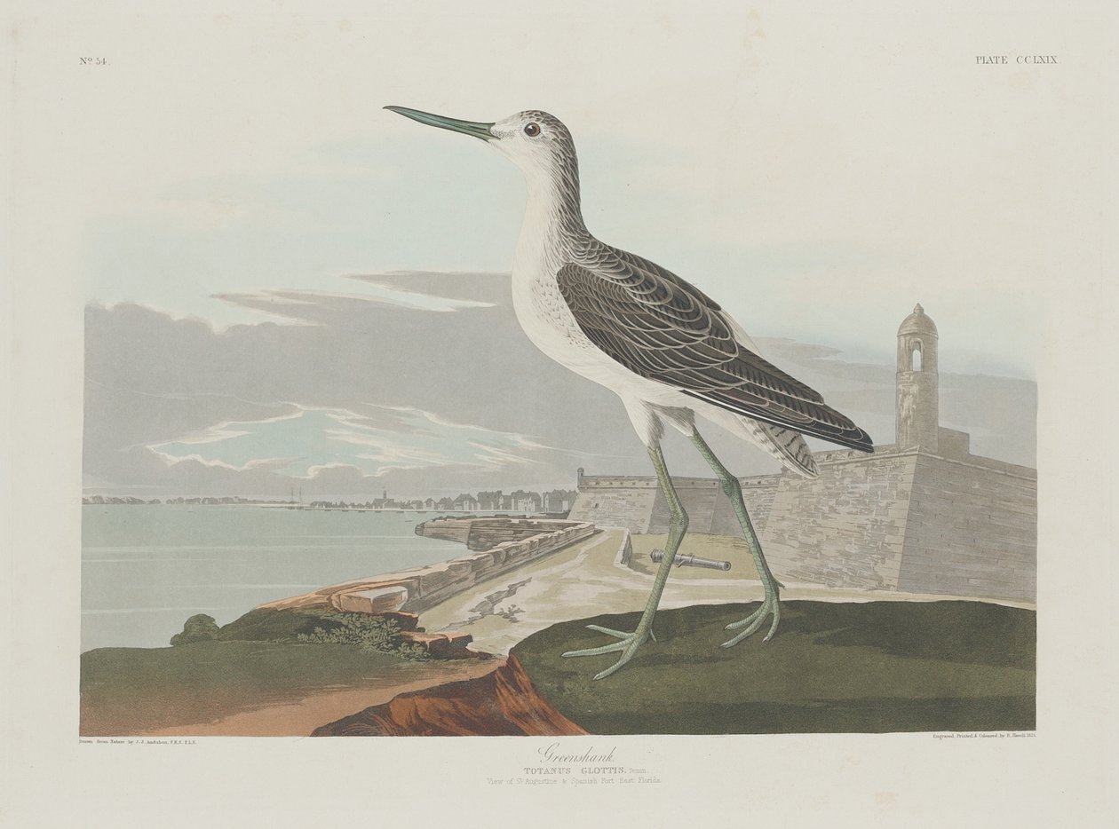 Yeşilhank, 1835. by Robert Havell