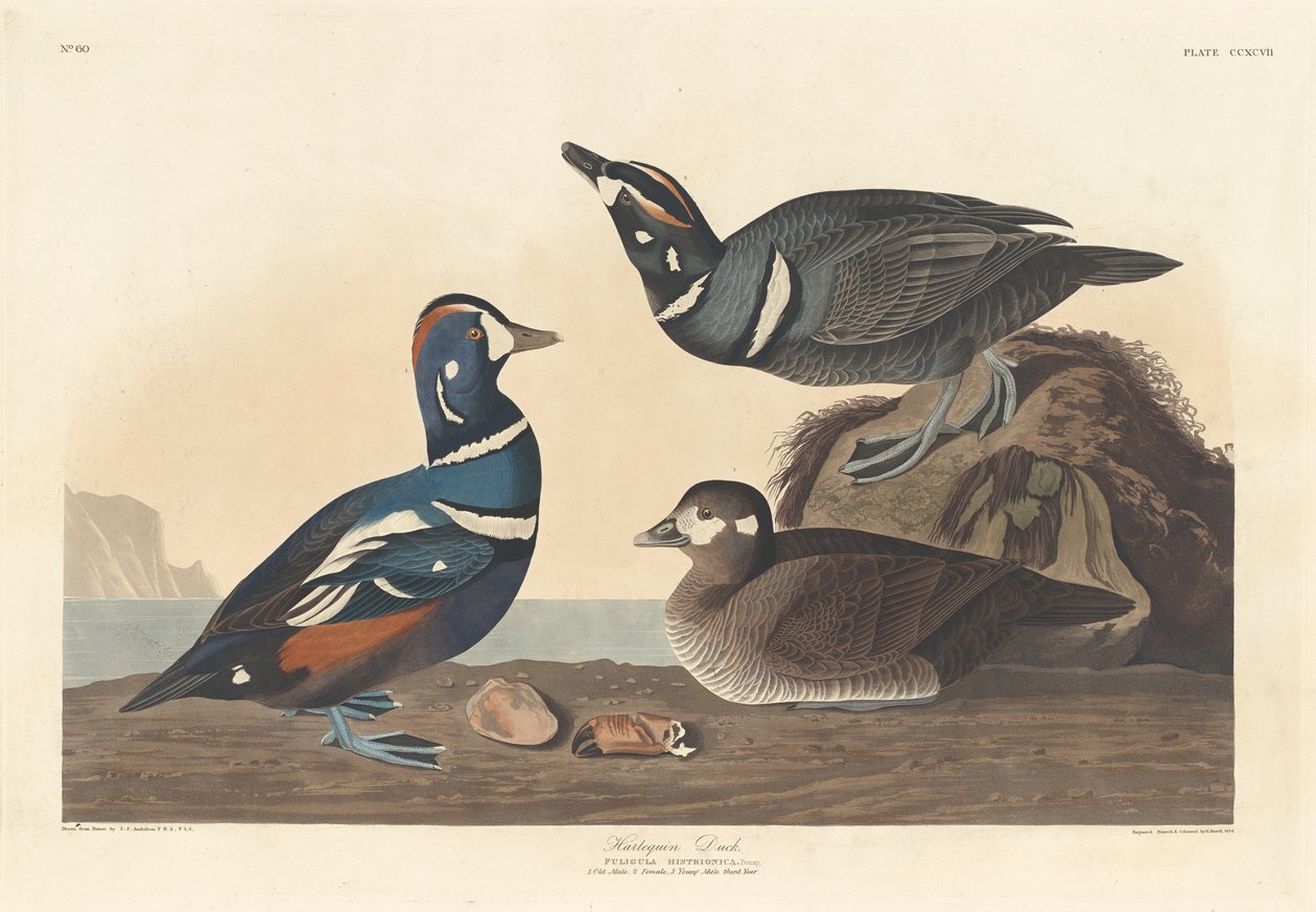 Harlequin Ördek, 1836. by Robert Havell