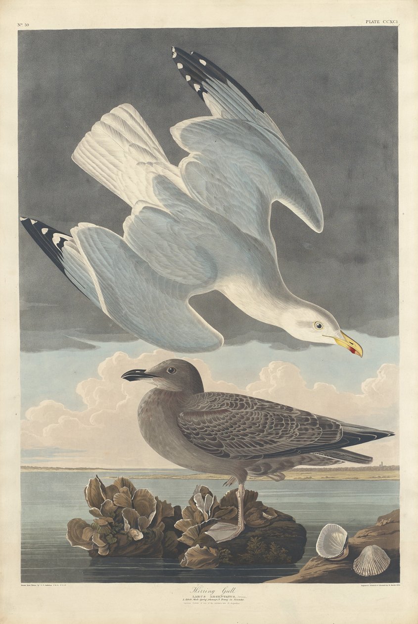 Ringa Martı, 1836. by Robert Havell