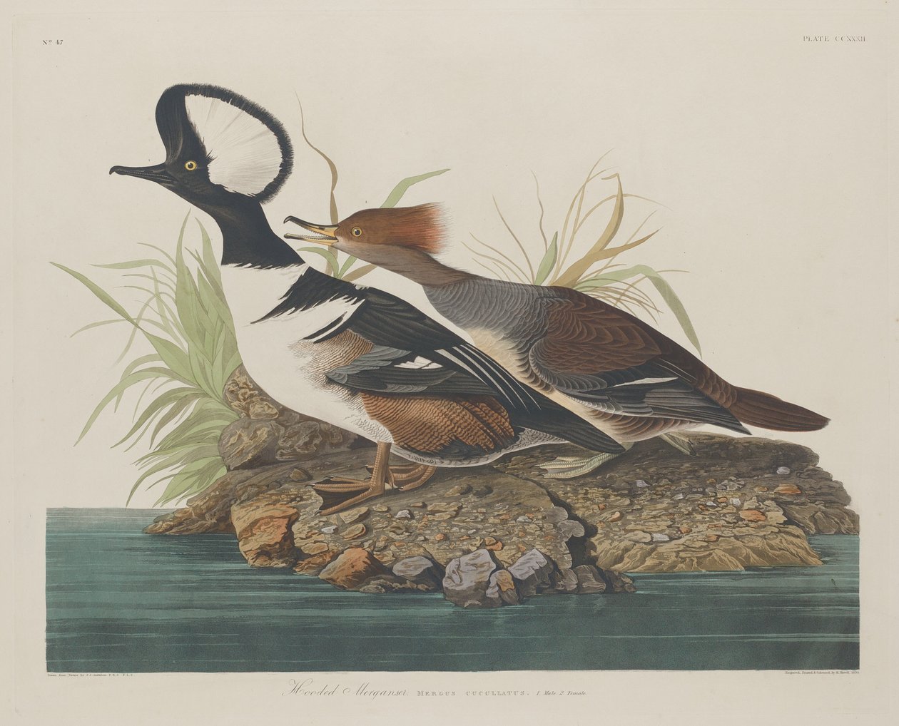 Kapşonlu Merganser, 1834. by Robert Havell