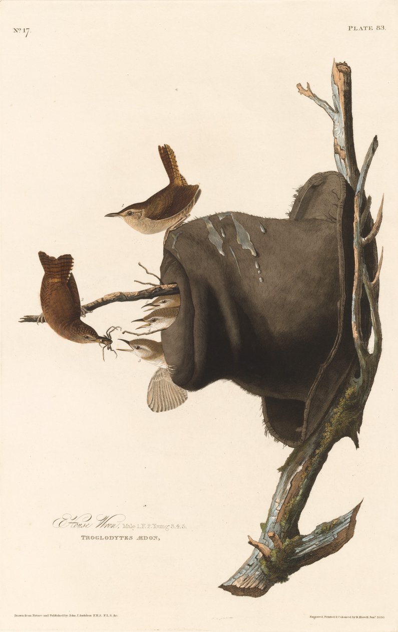 Çit Evi, 1830. by Robert Havell