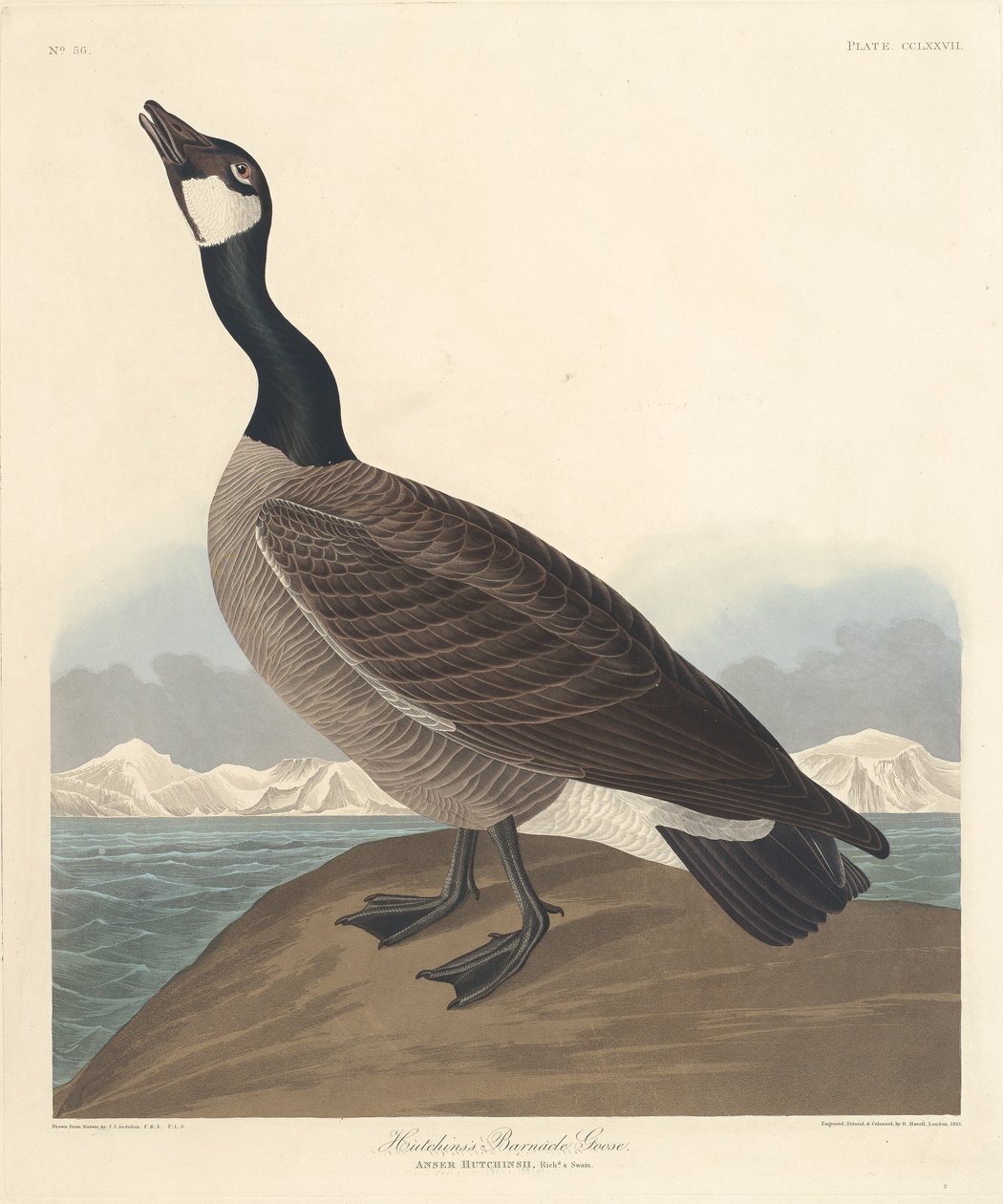Hutchins Barnacle Kazı, 1835. by Robert Havell