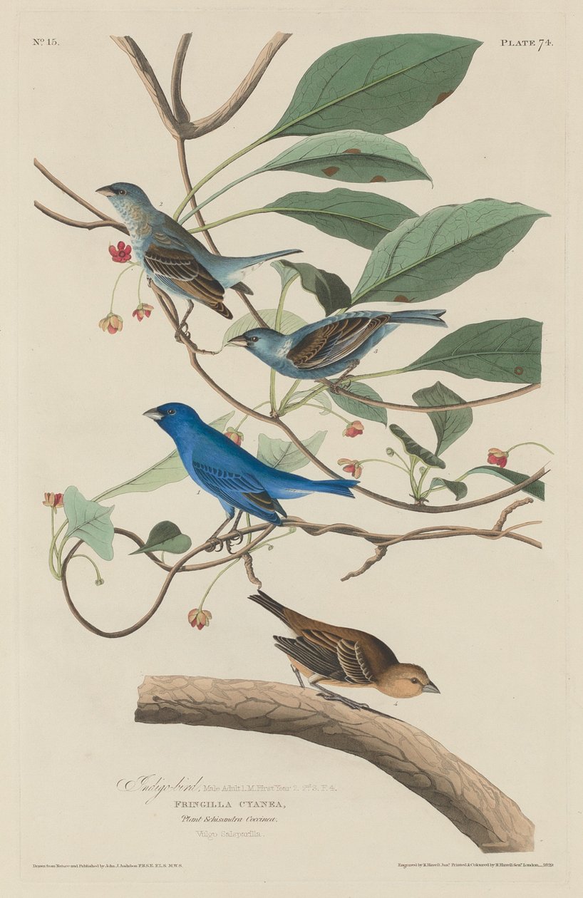İndigo Kuşu, 1829. by Robert Havell