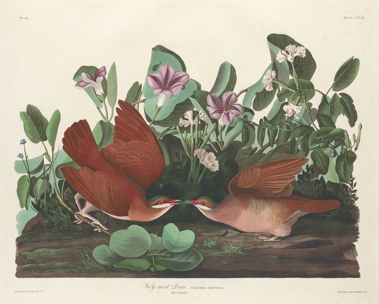 Key-west Güvercini, 1833. by Robert Havell